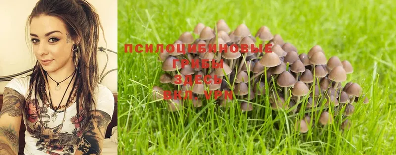 Галлюциногенные грибы Psilocybe  Никольское 